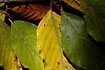 Leaves of the tree Beech in autumn colours