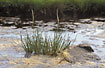 Photo ofSeaside Arrowgrass  (Triglochin maritima). Photographer: 