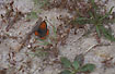 Small Copper on the ground