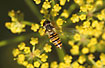 Hoverfly on flower of Wild Parsnip