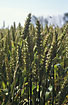 Photo ofCommon Wheat (Triticum aestivum). Photographer: 