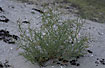 Photo ofShore Orache, Grass-leaved Orache (Atriplex littoralis). Photographer: 