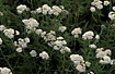 Foto af Almindelig Rllike (Achillea millefolium). Fotograf: 