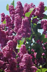 Photo ofCommon Lilac (Syringa vulgaris). Photographer: 
