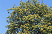 Photo ofRowan (Sorbus aucuparia). Photographer: 