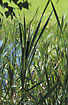 Lesser Bulrush in a small pond