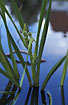 Photo ofUnbranched Bur-reed (Sparganium emersum). Photographer: 