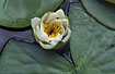 Flowering White Water-lily among leafes of same