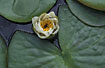Flowering White Water-lily