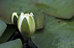 Flowering White Water-lily in profile