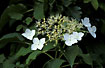 Flowers of Japanese Snowball