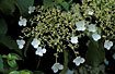 Foto af Japansk snebolle (Viburnum plicatum). Fotograf: 