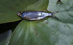 A Belica on the leaf of White Water-lily