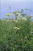 Photo ofHogweed (Heracleum sphondylium ssp. sphondylium). Photographer: 