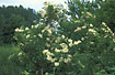 Flowering Elder in hedgerow