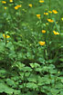 Creeping Buttercup in fertile forest