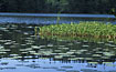 Lakeinlet with Bogbean and Yellow Water-lily
