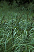 Photo ofGreater Pond-sedge (Carex riparia). Photographer: 