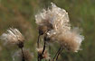 Fruits and pappus of Creeping Thistle