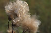 Photo ofCreeping Thistle (Cirsium arvense). Photographer: 