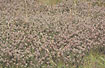 Carpet of Hares-foot Clover