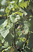 Photo ofBlack Currant (Ribes nigrum). Photographer: 