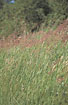 Foto af Bjerg-Rrhvene (Calamagrostis epigeios). Fotograf: 