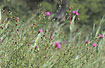 Photo ofBrown Knapweed (Centaurea jacea). Photographer: 