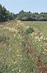 Ditch polluted with ochre and with Meadowsweet on the banks