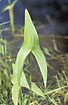 Photo ofArrowhead (Sagittaria sagittifolia). Photographer: 