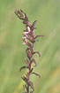 Flowering
Odontites vernus