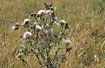 Almost withered Spear Thistle in grassy invironment