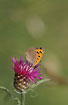 Small copper on the flower of Common Ragwort