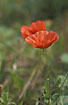Flowering Common Poppy