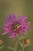 Hoverfly sitting on flower of Brown Knapweed