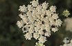 Photo ofHogweed (Heracleum sphondylium ssp. sibiricum). Photographer: 