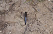 Photo ofBlack-tailed Skimmer (Orthetrum cancellatum). Photographer: 