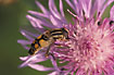 The Hoverfly Helophilus trivittatus on the flower of Brown Knapweed 