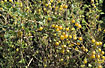 Photo ofGooseberry (Ribes uva-crispa). Photographer: 