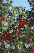 Foto af Have-Ribs (Ribes rubrum ssp. sylvestre). Fotograf: 