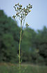 Flowering Marsh Sow-thistle