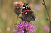 Red Admiral sitting on Brown Knapweed with its wings put together
