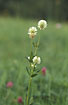 The flower of the Clover species Trifolium montanum