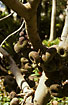 Ripen figs on a figtree