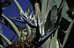 Photo ofTravelars Palm (Ravenala madagascariensis). Photographer: 