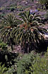 Photo ofCanary Island date palm (Phoenix canariensis). Photographer: 