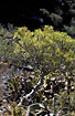 Endemic species of Euphorbia