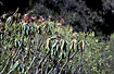 Foto af  (Euphorbia atropurpurea). Fotograf: 