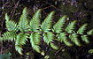 Leaf of the fern Woodwardia radicans