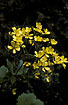 The flowering buttercupspecies Ranunculus cortusifolius 